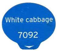 white cabbage 7092