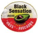 black sensation #4046 premium hass avocados
