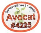 avocat #4225 saveur optimale a maturite