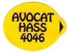 avocat hass 4046